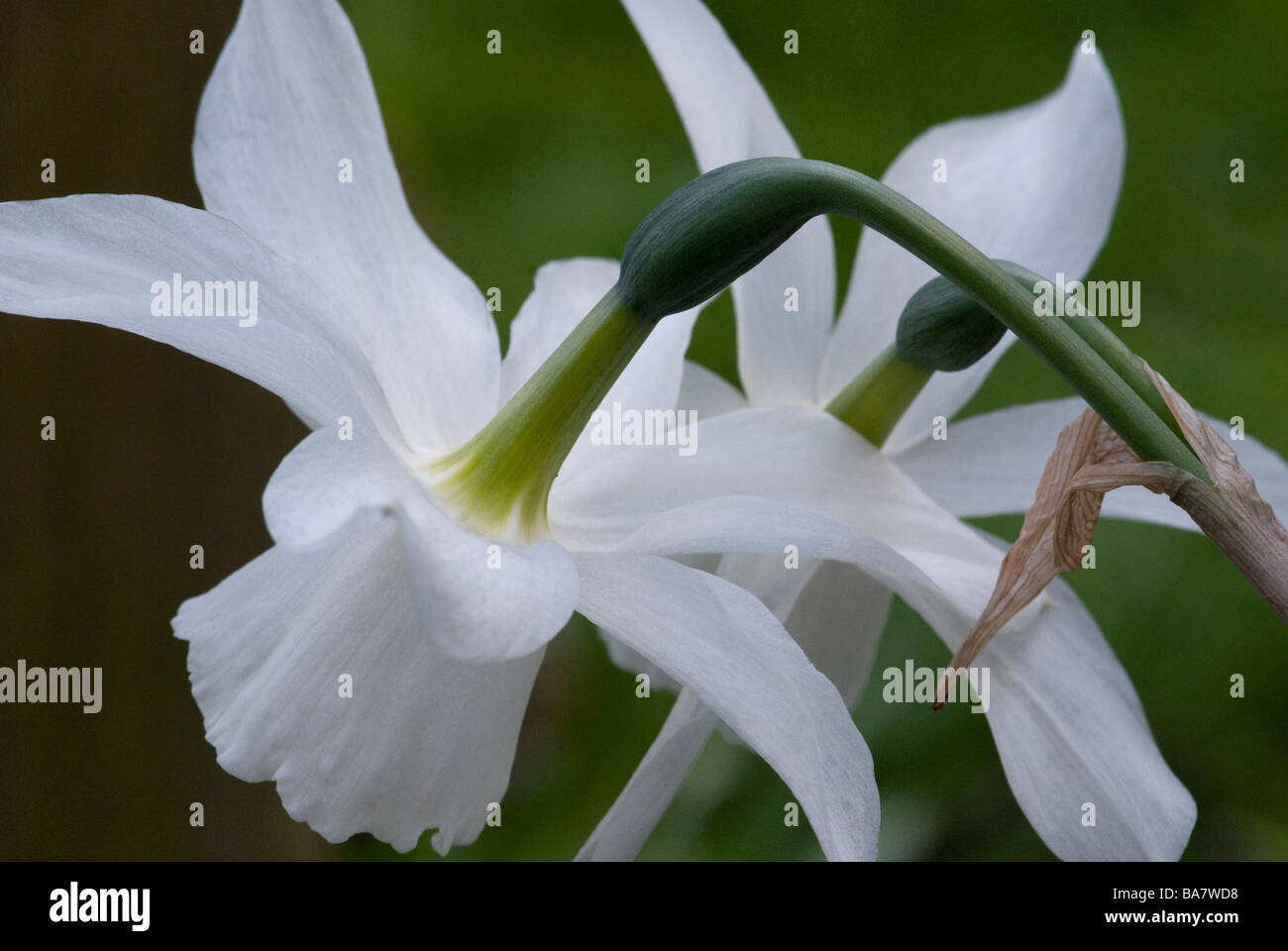 Narcissus Amaryllidaceae Spring Flowering Pale Cream Daffodil Close Up Narcissus Amaryllidaceae Spring Flowering Pale Cream Daffodil Close Up