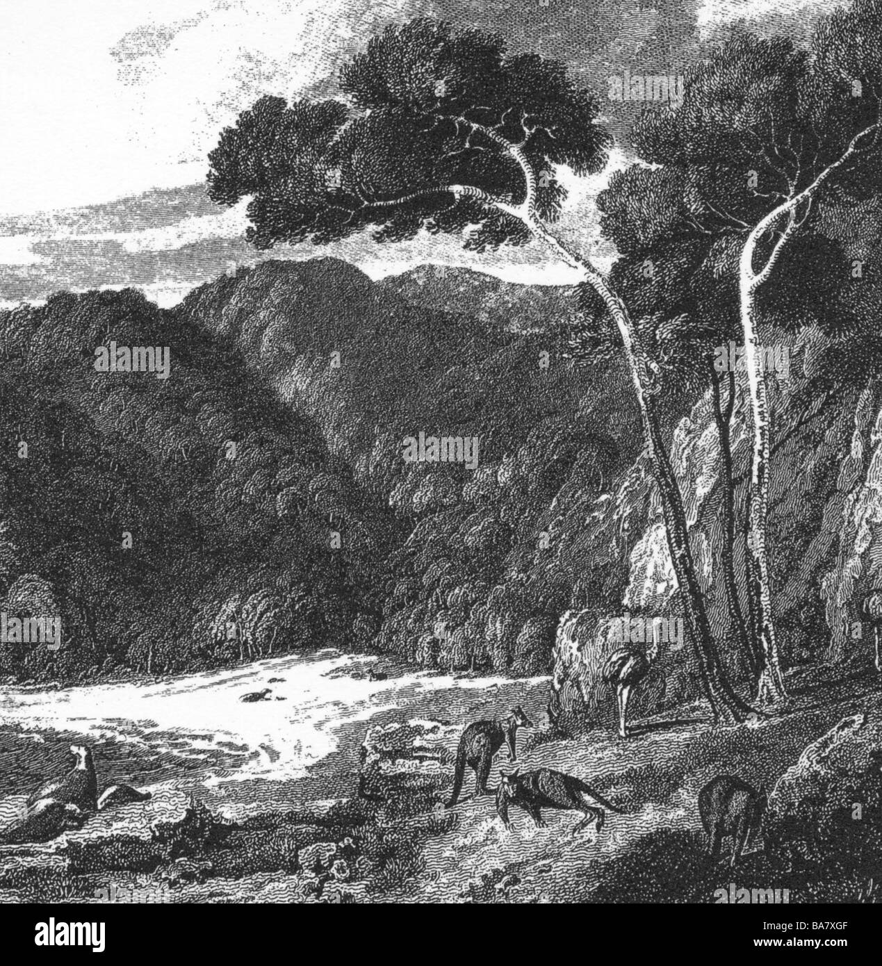 Flinders, Matthew, 16.3.1774 - 19.7.1814, British explorer, expeditions 1795 - 1801, Kanguru Island, drawing from 1802, Stock Photo