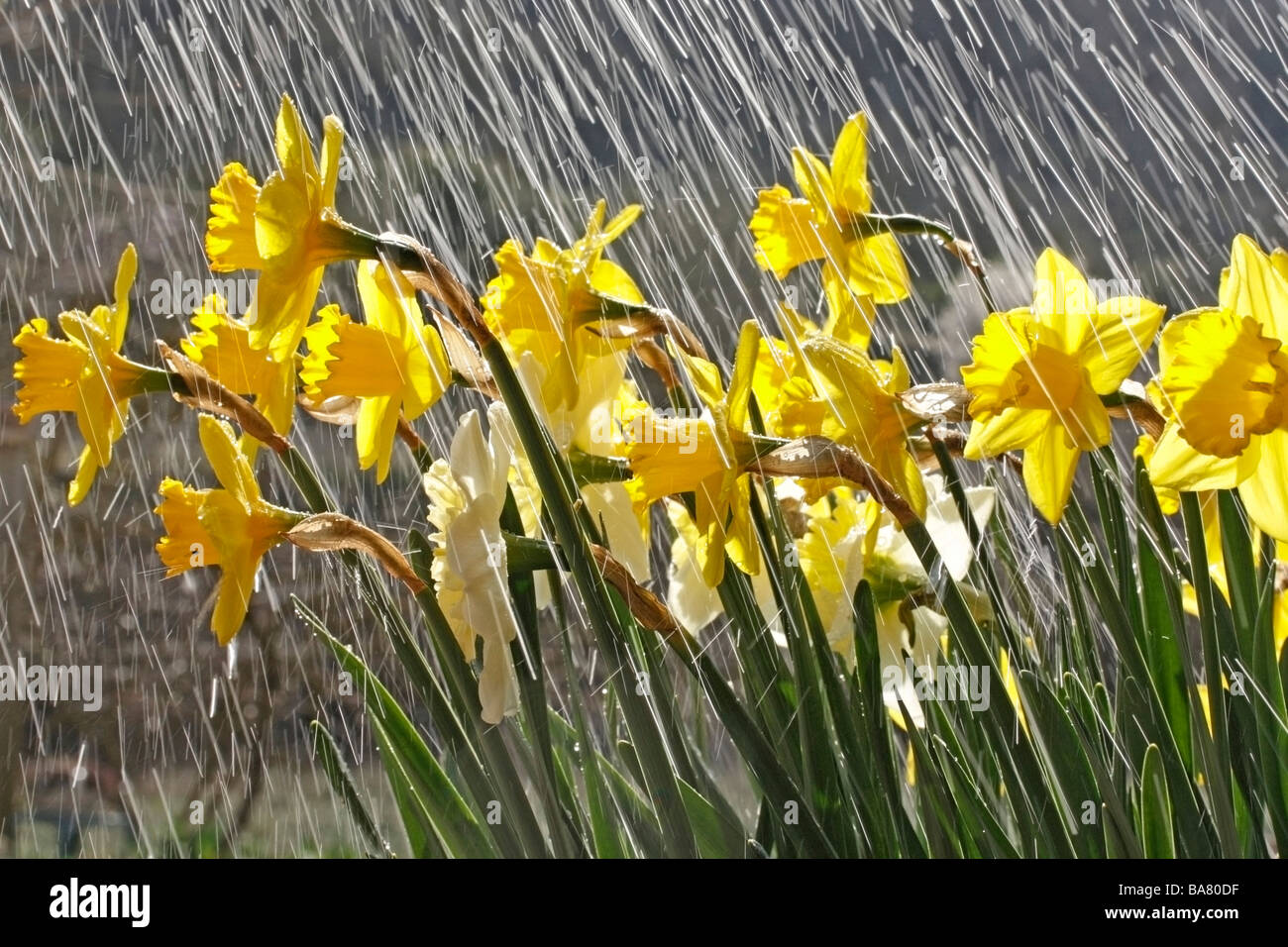 Daffodils and rain Stock Photo Alamy