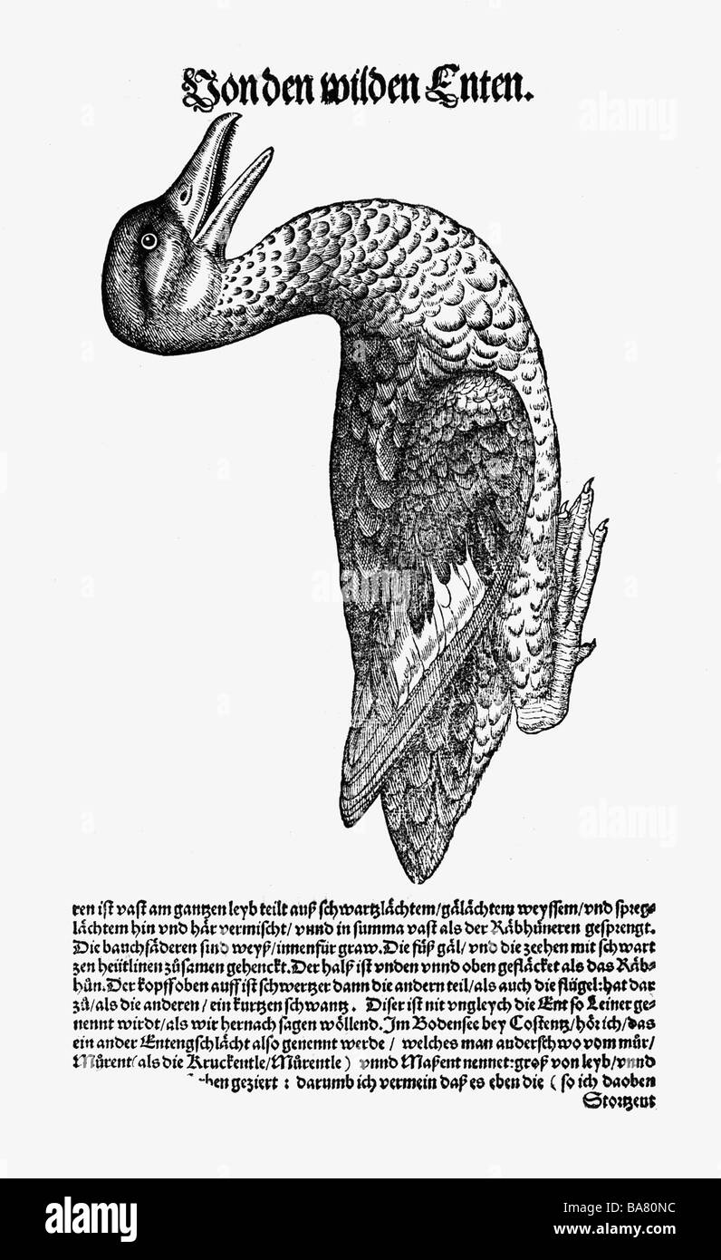 zoology / animals, textbooks, 'Historia animalium', by Conrad Gessner, Zurich, Switzerland, 1551 - 1558, 'Muggente' ('gnat duck'), 'Anas muscaria', woodcut, Stock Photo