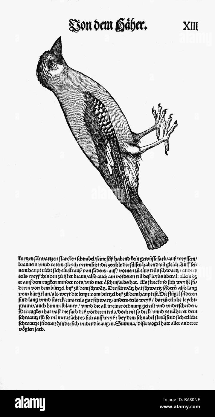 zoology / animals, textbooks, 'Historia animalium', by Conrad Gessner, Zurich, Switzerland, 1551 - 1558, Eurasian jay (Garrulus glandarius), woodcut, Stock Photo