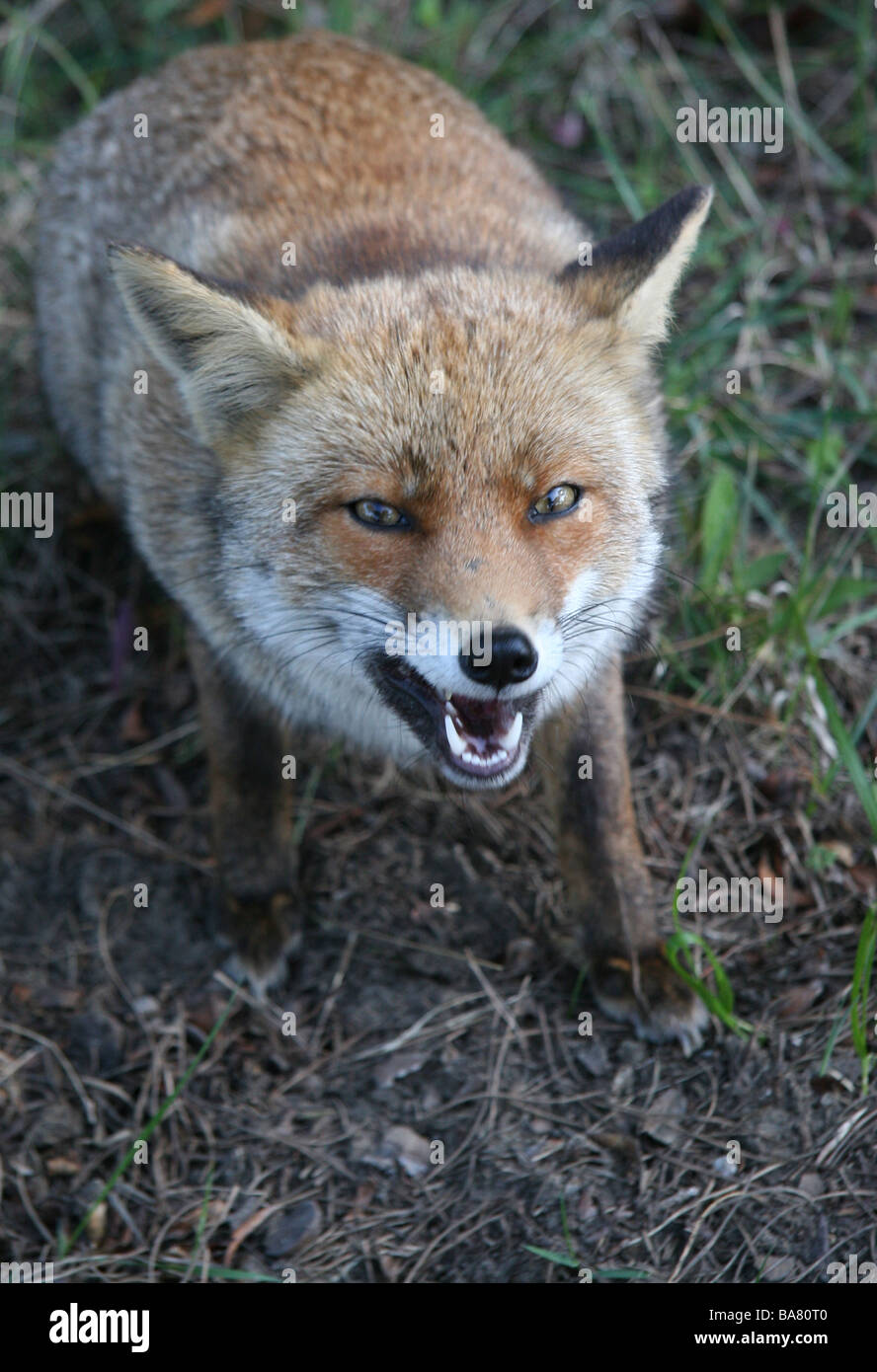 Aggressive red fox Stock Photo