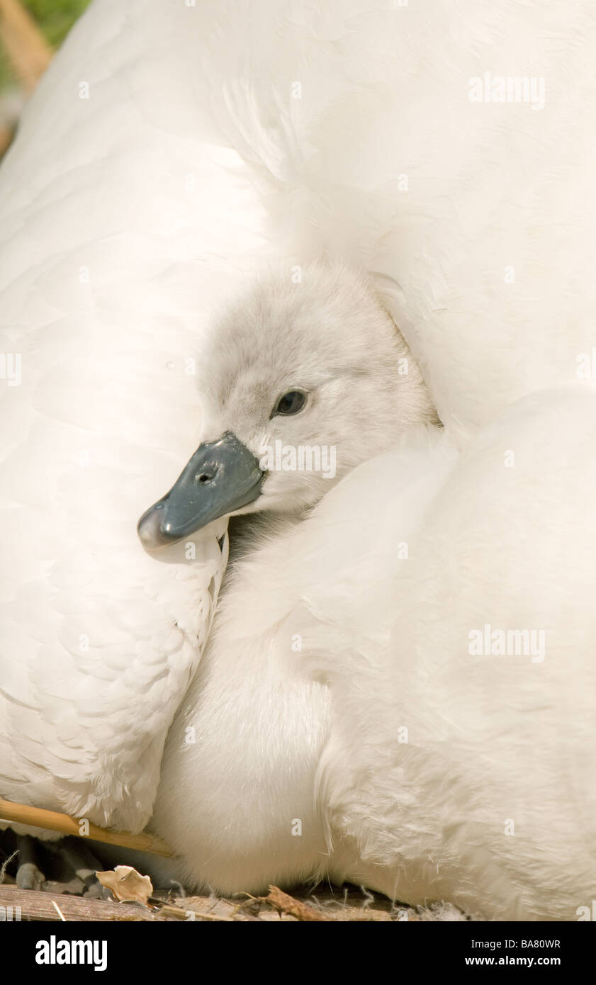 Mute Swan cygnet under parent's wing Stock Photo
