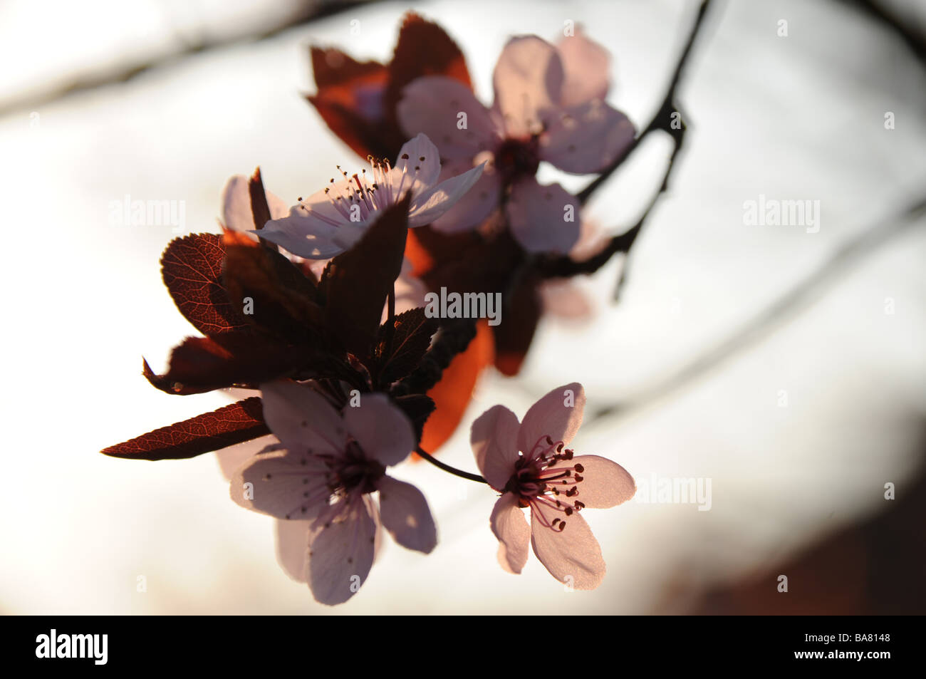 Blossoms of a cherrytree with light from behind Stock Photo