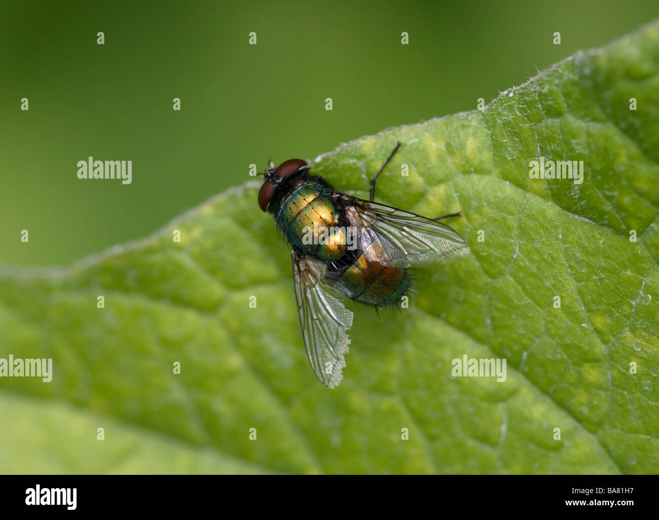 Gold fly hi-res stock photography and images - Alamy