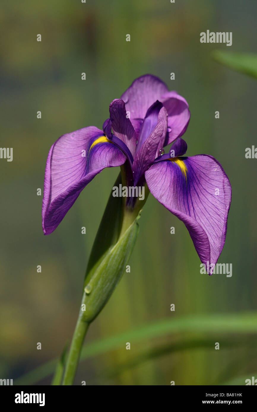 Japanese swamp-iris Iris Kaempferi Stock Photo