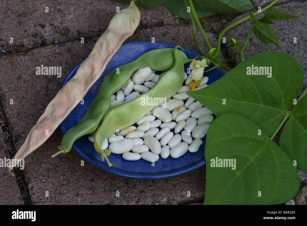String bean seeds hires stock photography and images Alamy