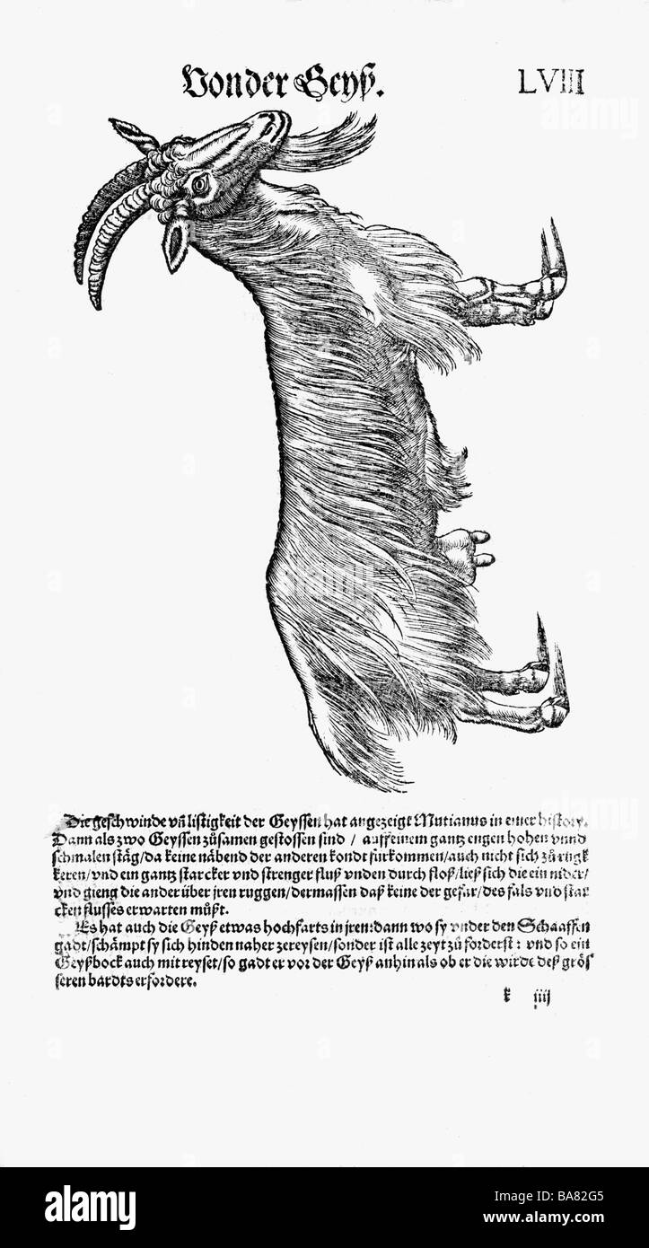zoology / animals, textbooks, 'Historia animalium', by Conrad Gessner, Zurich, Switzerland, 1551 - 1558, domestic goat (Capra aegagrus hircus), woodcut, Stock Photo