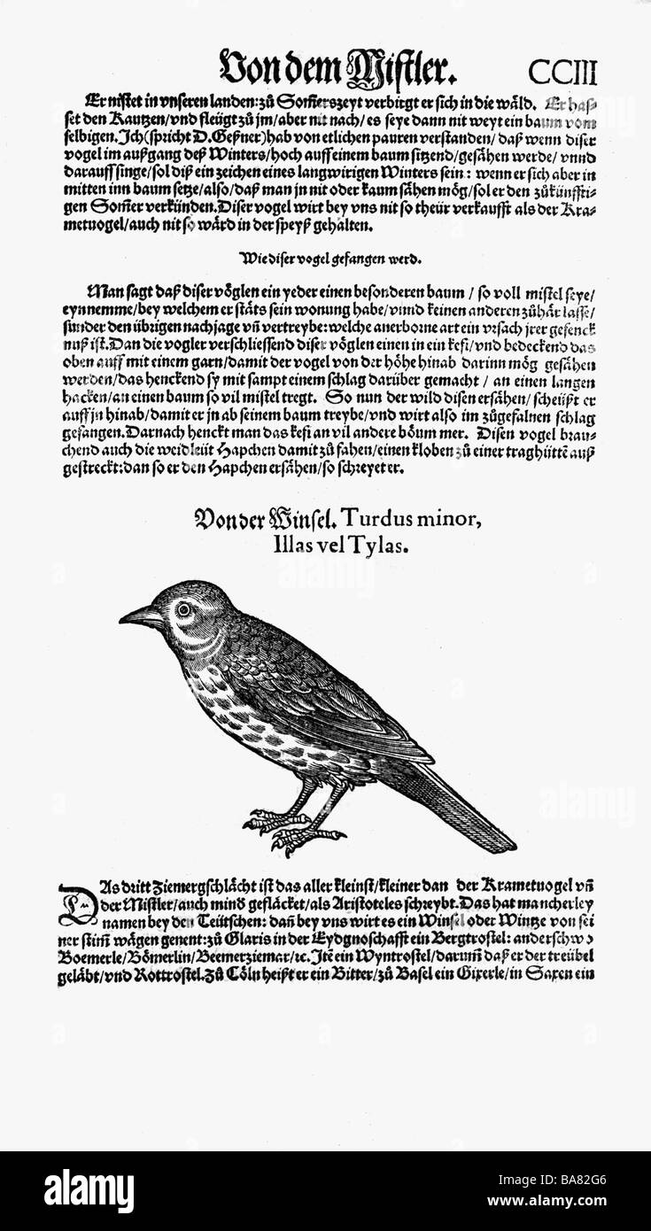 zoology / animals, textbooks, 'Historia animalium', by Conrad Gessner, Zurich, Switzerland, 1551 - 1558, redwing (Turdus iliacus) or hermit thrush (Catharus guttatus), woodcut, Stock Photo