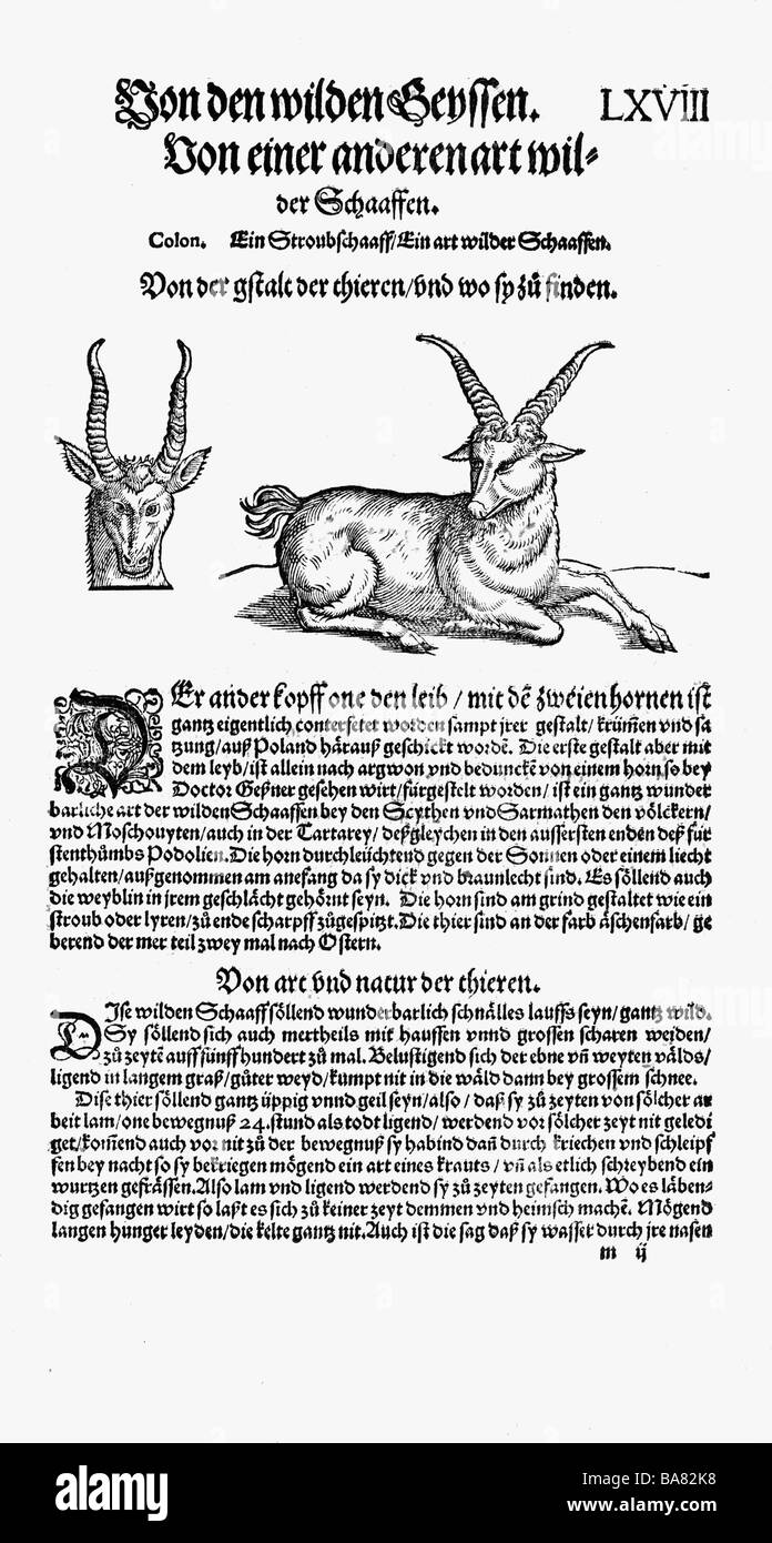 zoology / animals, textbooks, 'Historia animalium', by Conrad Gessner, Zurich, Switzerland, 1551 - 1558, 'Von den wilden Geyssen' (About wild goats), possibly saiga (Saiga tatarica), woodcut, Stock Photo