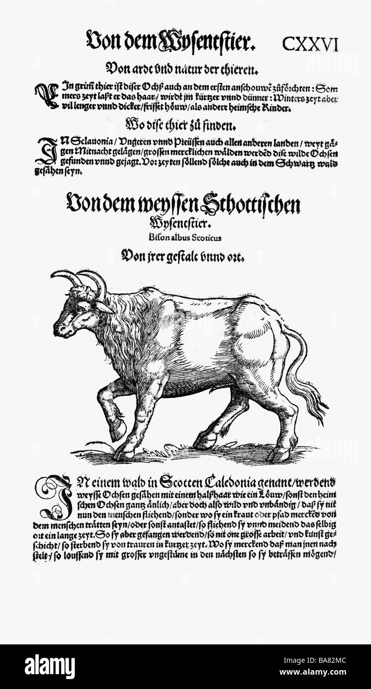 zoology / animals, textbooks, 'Historia animalium', by Conrad Gessner, Zurich, Switzerland, 1551 - 1558, 'Von dem weyssen Schottischen Wysentstier' (About the white Scottish wisent), woodcut, Stock Photo
