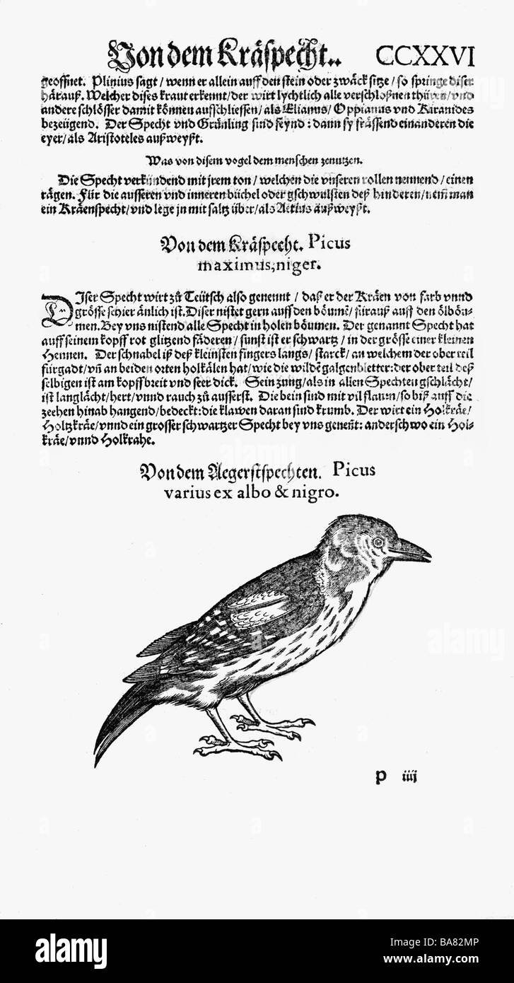 zoology / animals, textbooks, 'Historia animalium', by Conrad Gessner, Zurich, Switzerland, 1551 - 1558, woodpecker (Dendrocopos), woodcut, Stock Photo