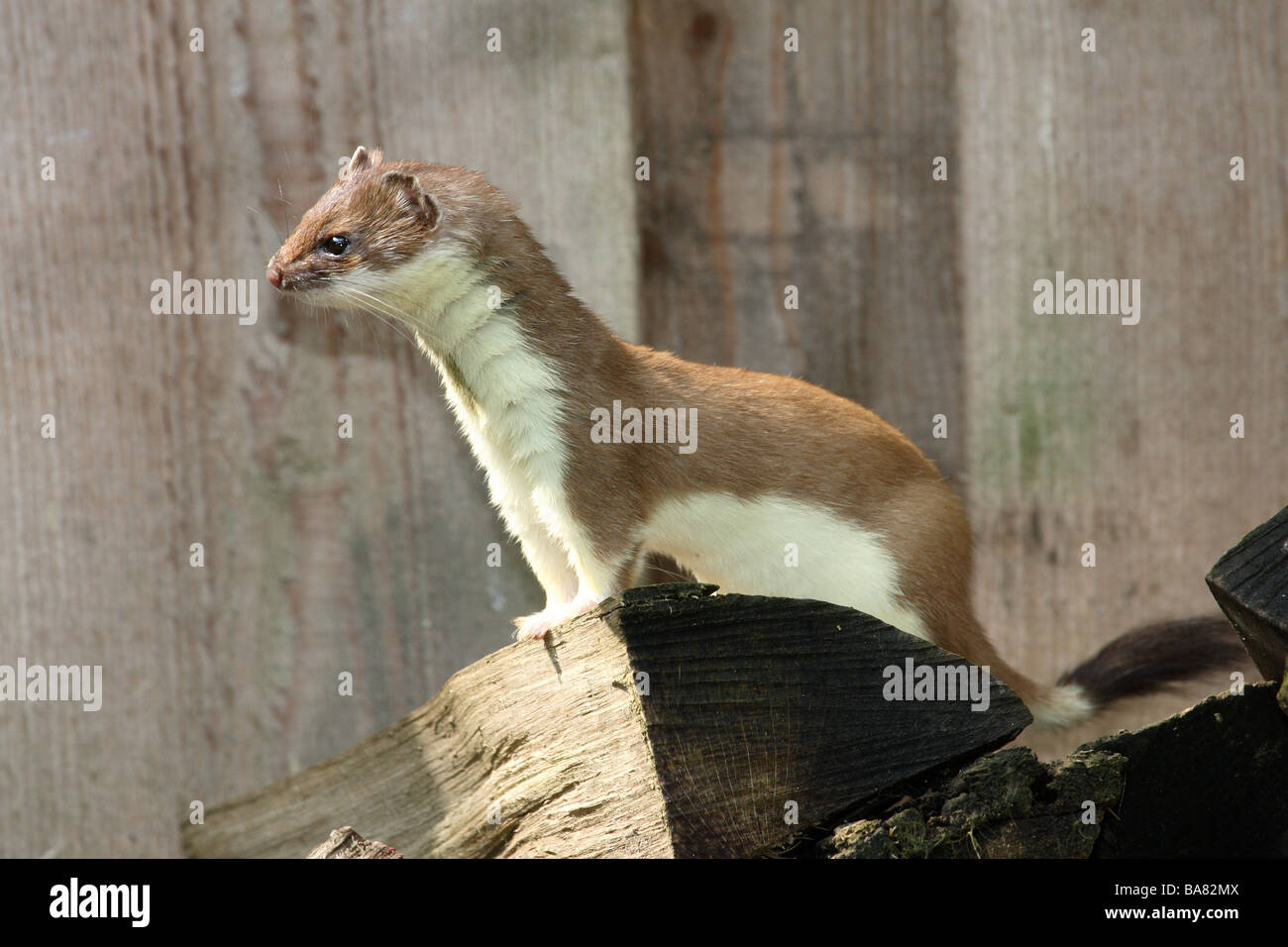 Fur ermine hi-res stock photography and images - Page 3 - Alamy