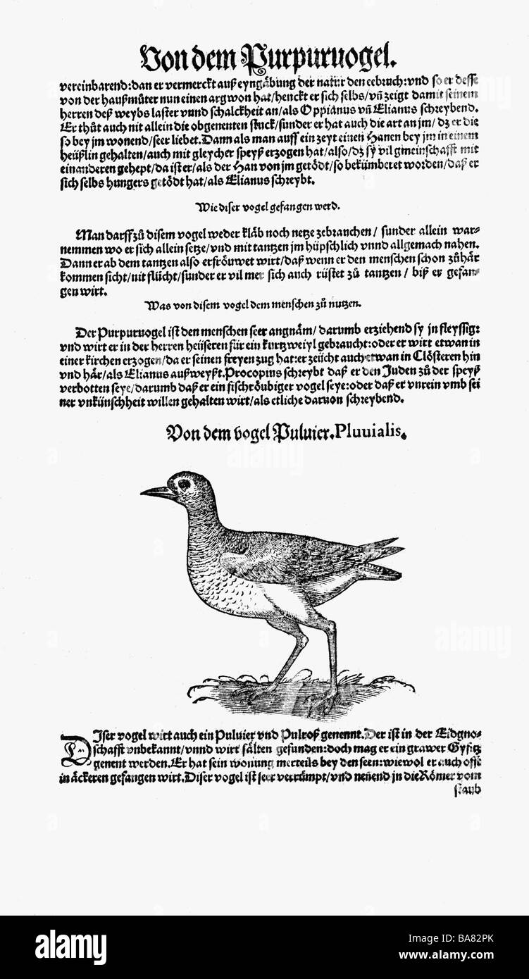 zoology / animals, textbooks, "Historia animalium", by Conrad Gessner, Zurich, Switzerland, 1551 - 1558, plover (Charadriidae), subspecies Pluvialis, woodcut, Stock Photo