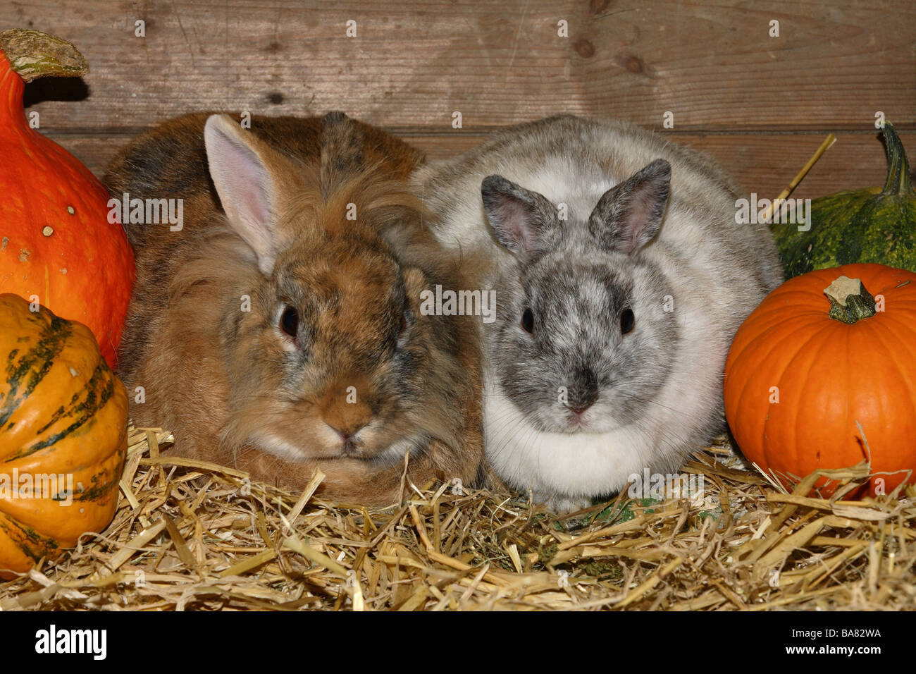 Dwarfrabbits two free sectionbite Stock Photo Alamy