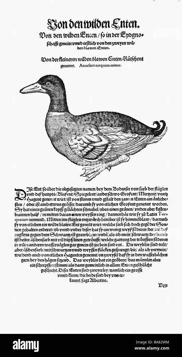 zoology / animals, textbooks, 'Historia animalium', by Conrad Gessner, Zurich, Switzerland, 1551 - 1558, mallard (Anas platyrhynchos), woodcut, Stock Photo