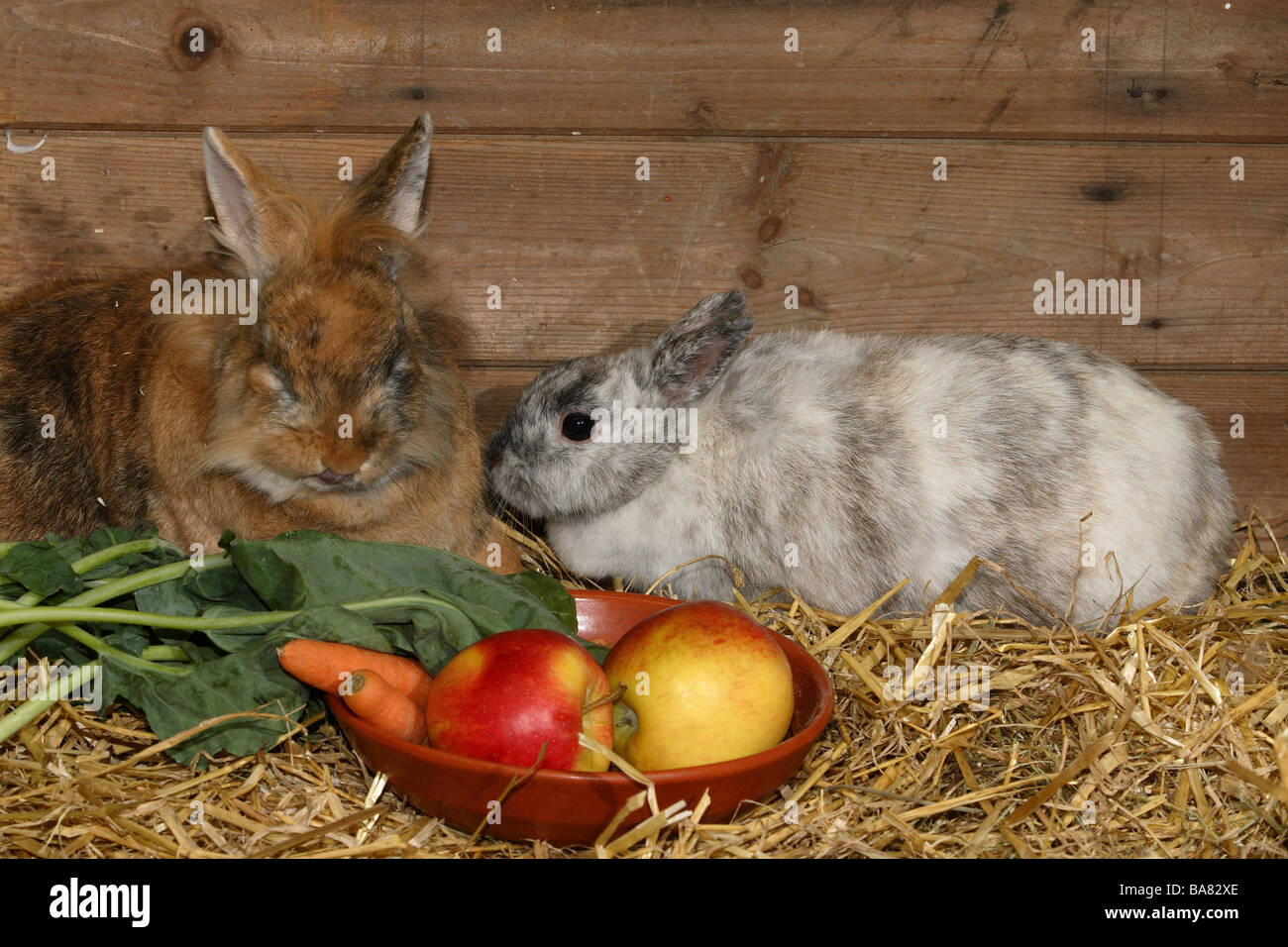 Dwarfrabbits two feed fruit vegetables Stock Photo Alamy