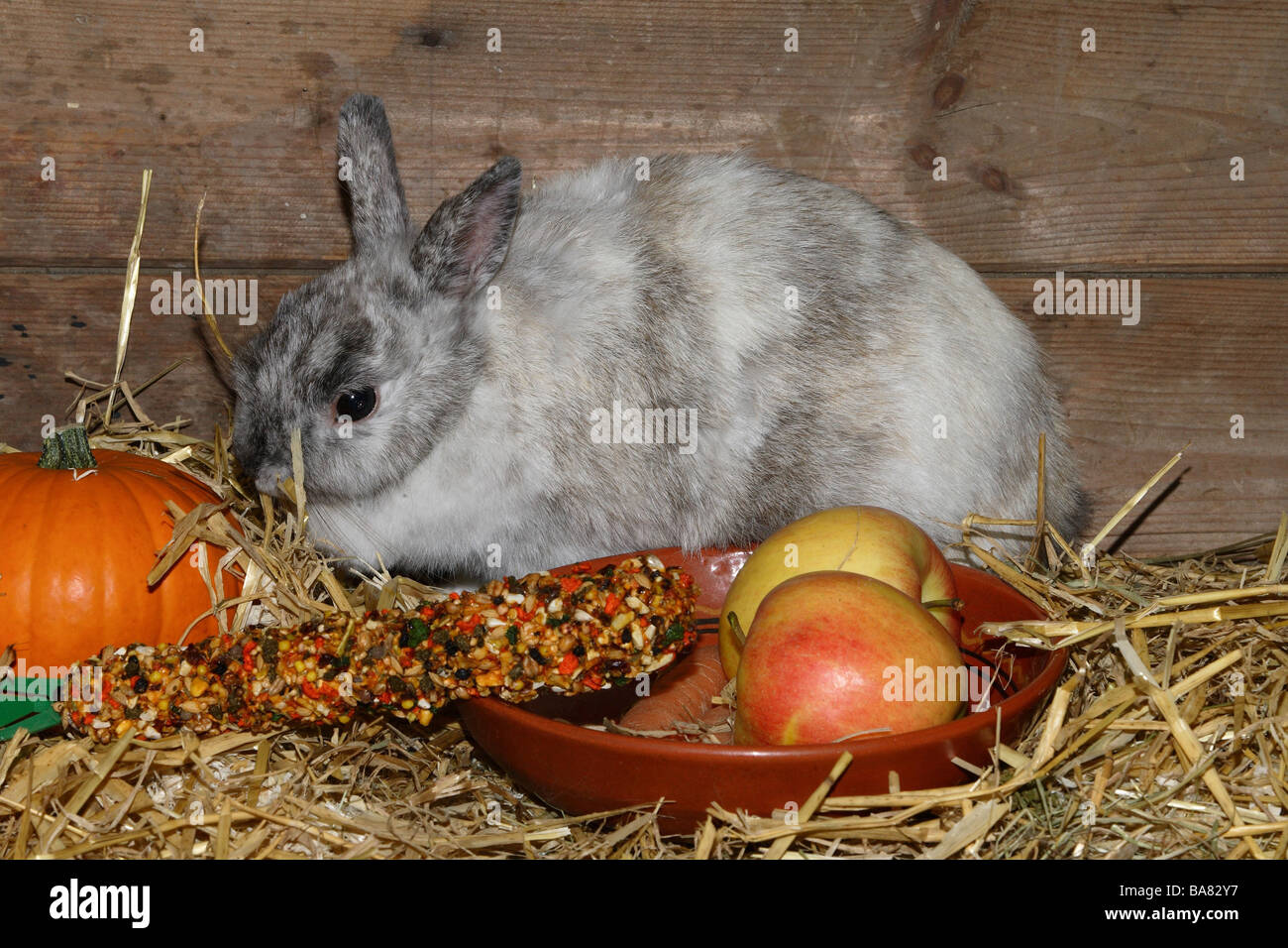 Dwarfrabbits feed fruit vegetables animalfood Stock Photo Alamy