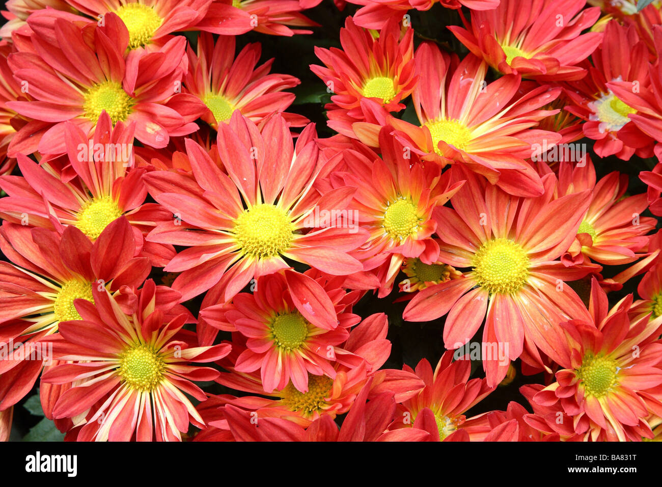 Chrysanthemums blooms red closeups Stock Photo Alamy