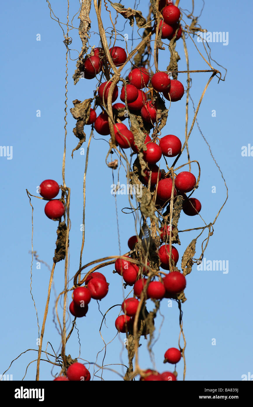 Fence-turnip Bryonia dioica berries Stock Photo