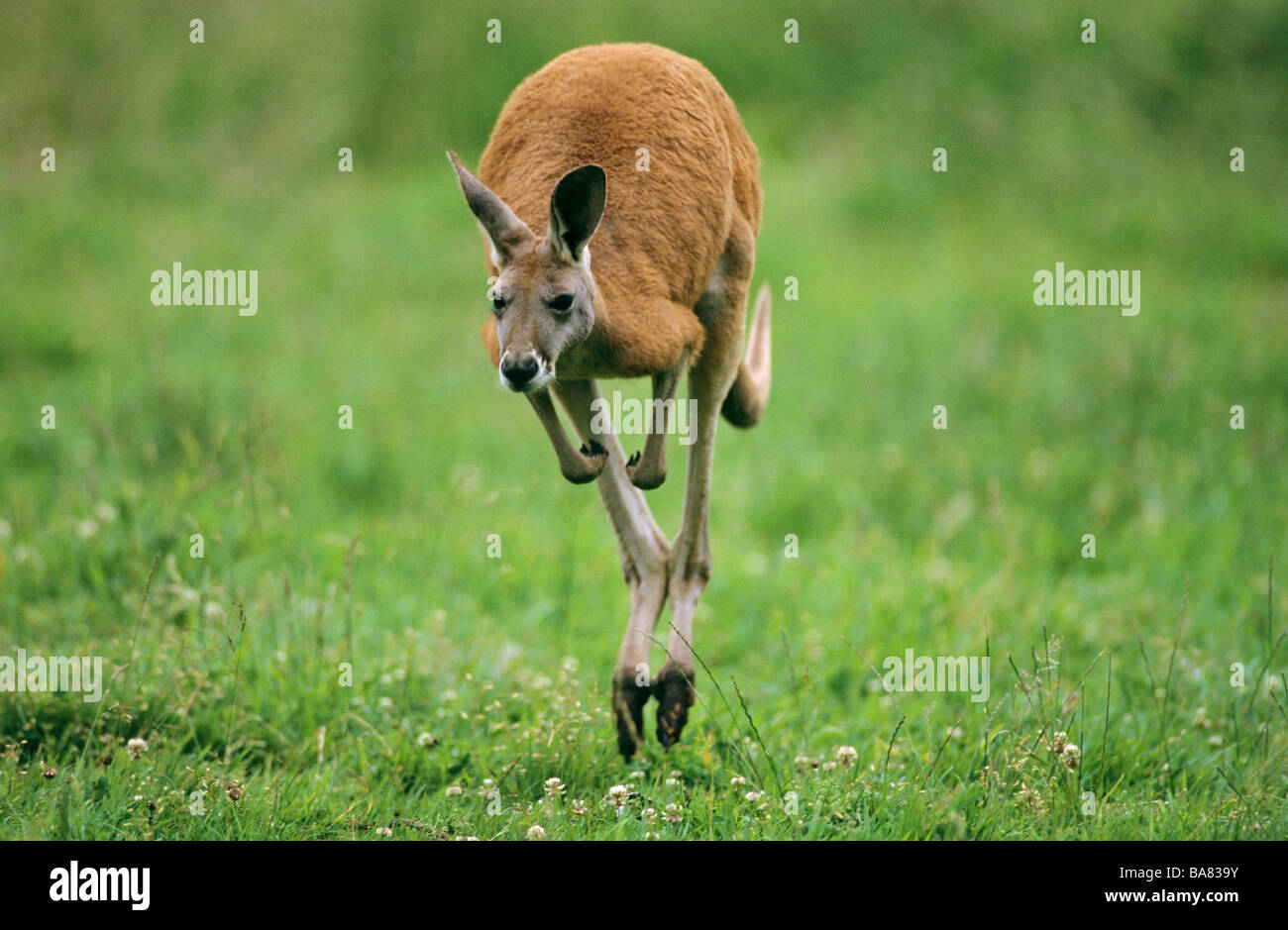 Red kangaroo jumping hires stock photography and images Alamy