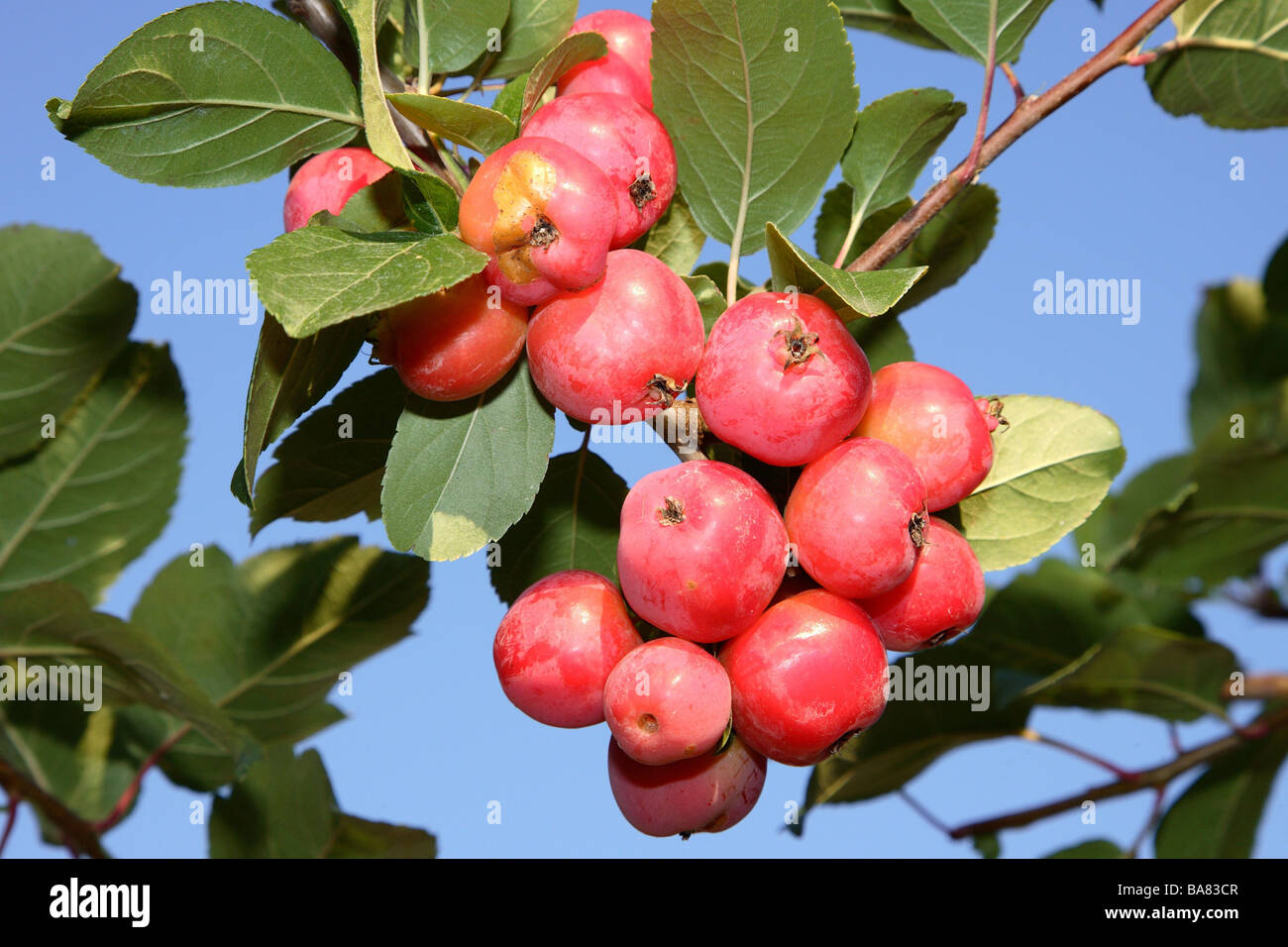 Apple tree ornament-apple Malus hybrid branch fruits apple apple tree runs hard pages botany endures fruits cooked malus malus Stock Photo