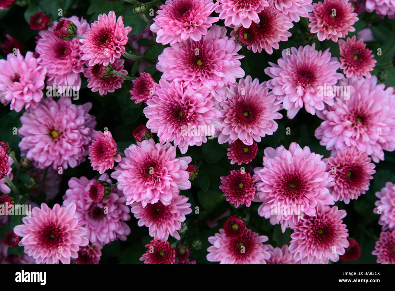 Chrysanthemum Chrysanthemum spec. Blooms purple Stock Photo Alamy