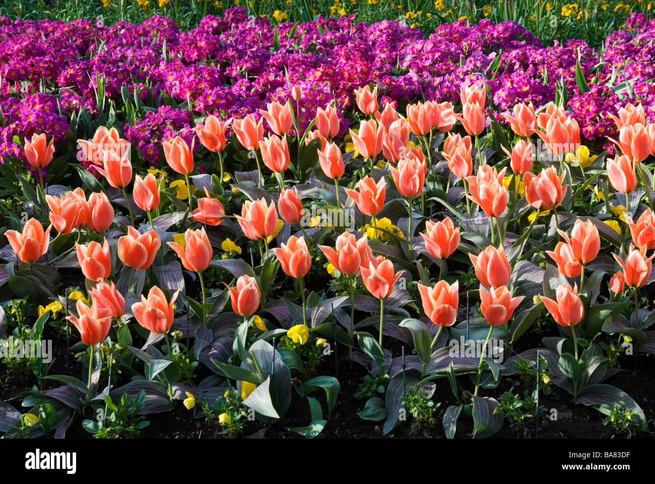 Tulip flower beds in spring, St. James's Park London England UK Stock