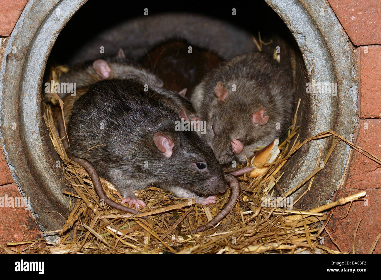 Traveling-rats Rattus norvegicus nest Stock Photo