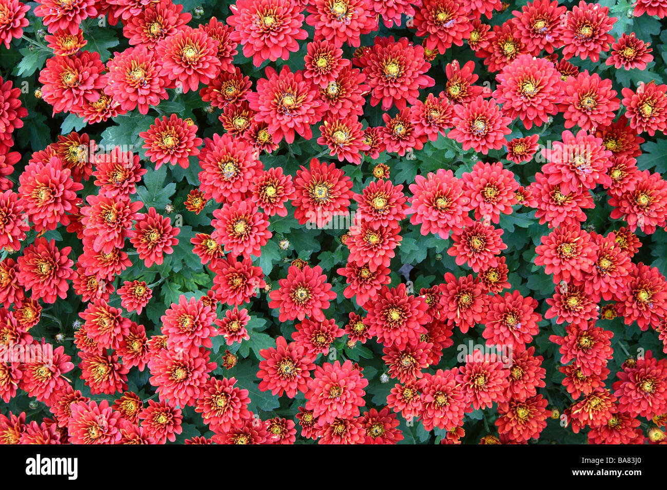 Chrysanthemum Chrysanthemum spec. Blooms red Stock Photo