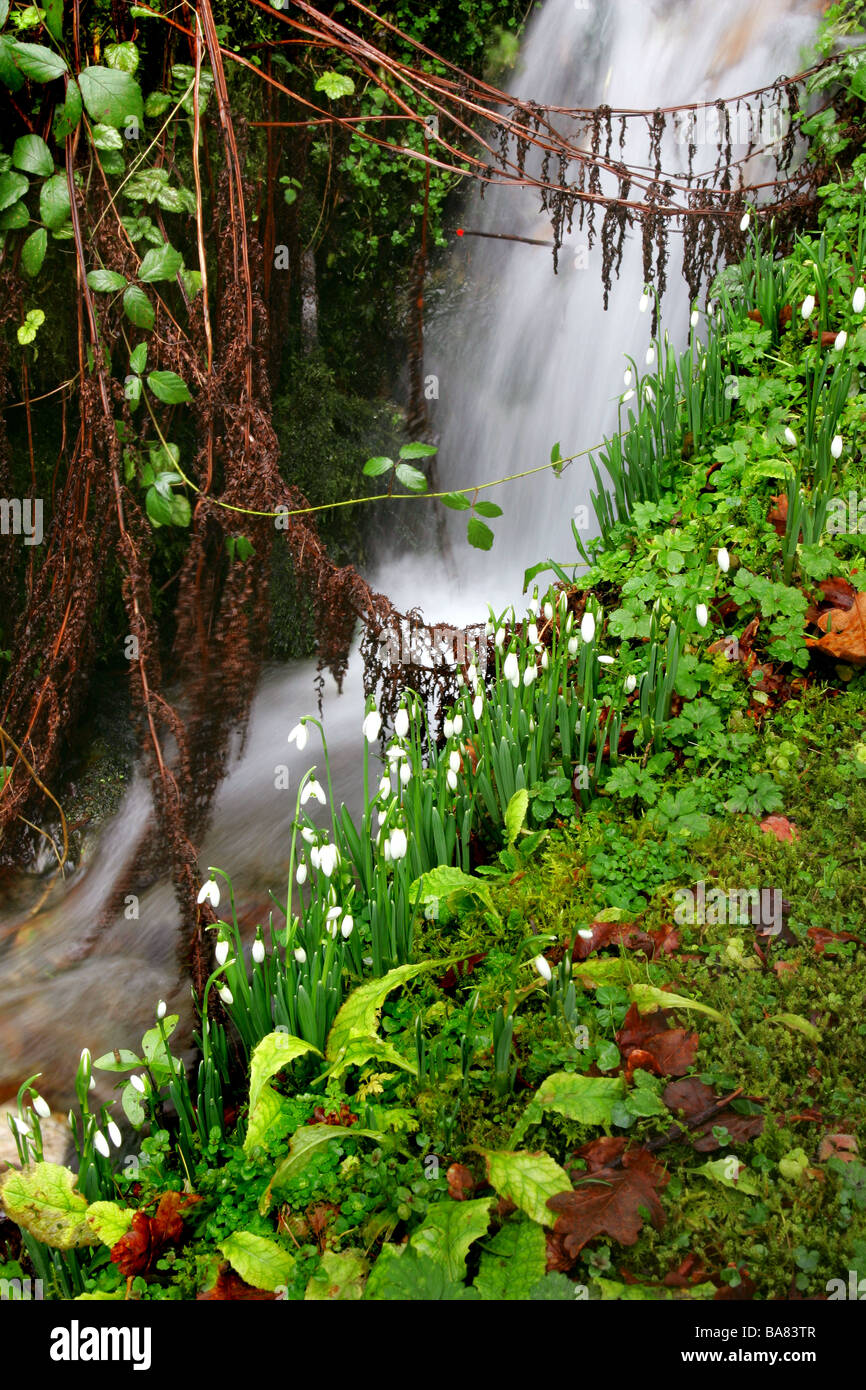 snowdrops by a stream, Cornwall, UK Stock Photo