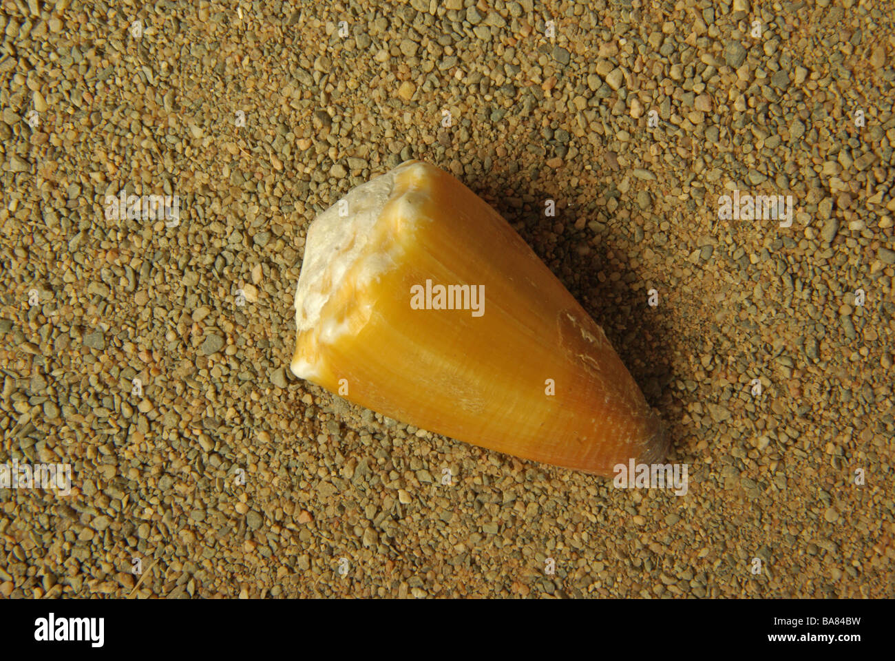 The lithograph - Conus litoglyphus Stock Photo
