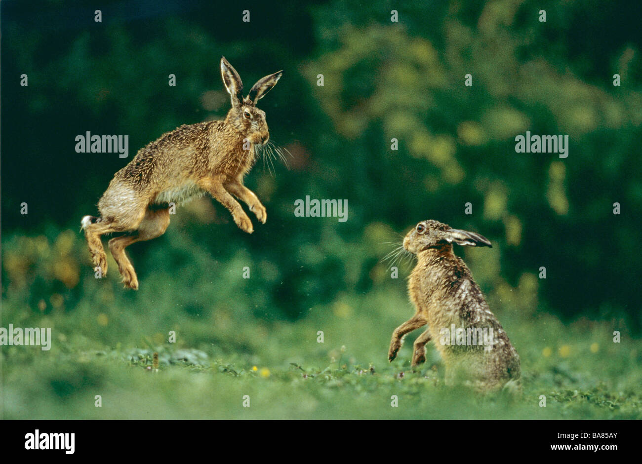 two European Hares - jumping / Lepus europaeus Stock Photo