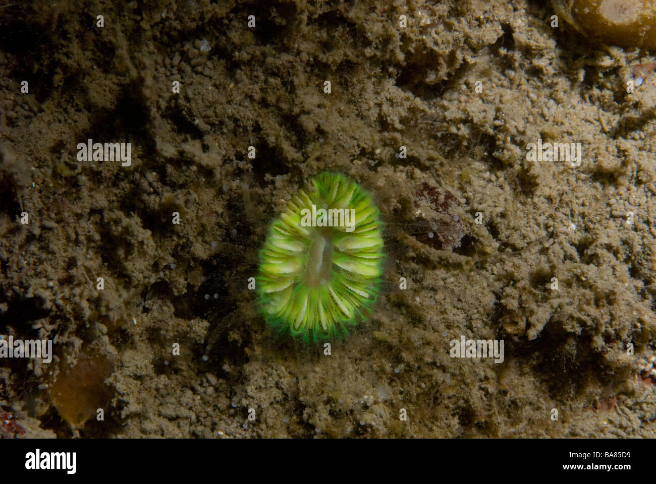 Devonshire cup coral Caryophyllia smithii Pembrokeshire, Wales, UK, Europe Stock Photo