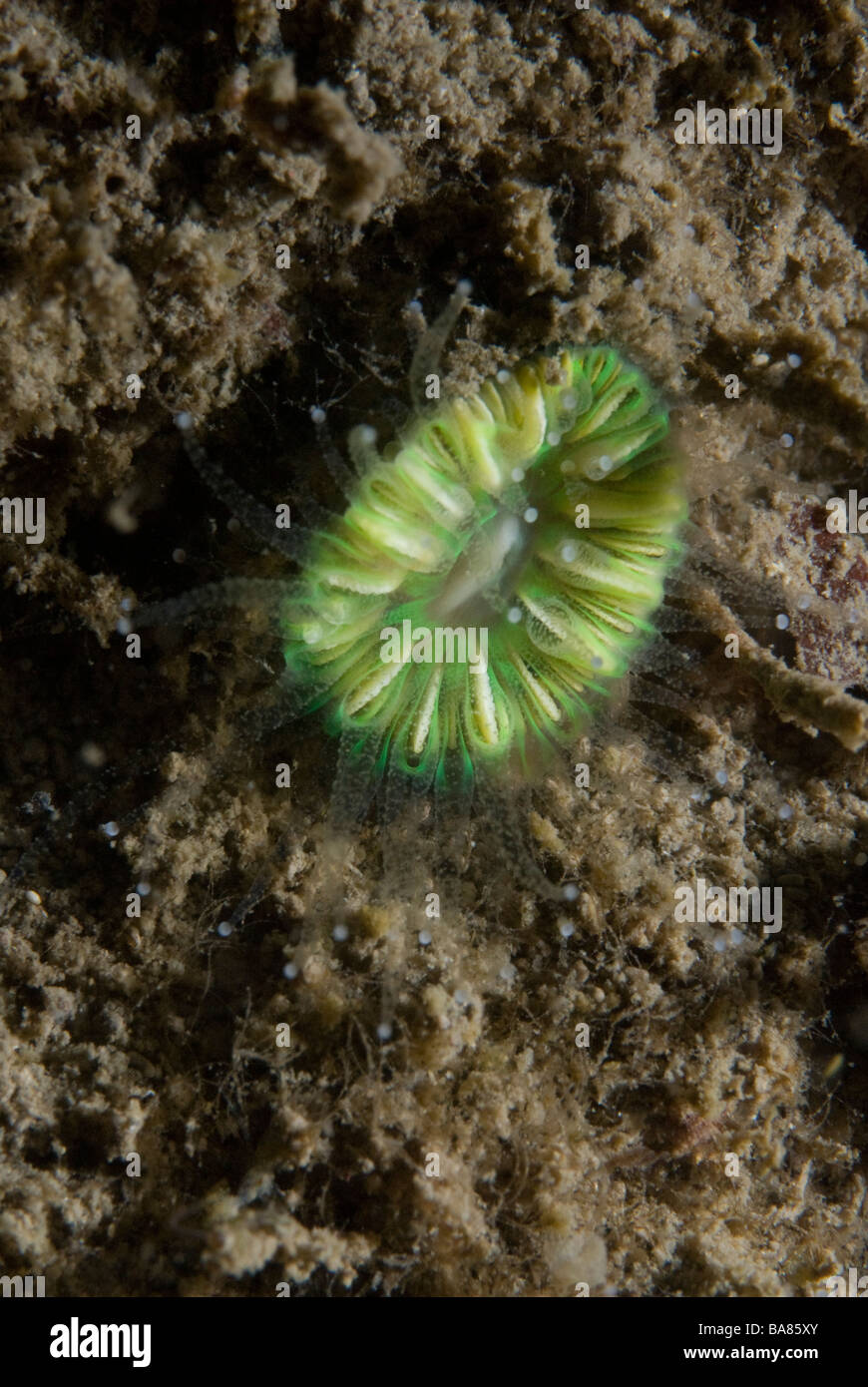 Caryophyllia smithii Devonshire cup coral Pembrokeshire, Wales, UK, Europe Stock Photo