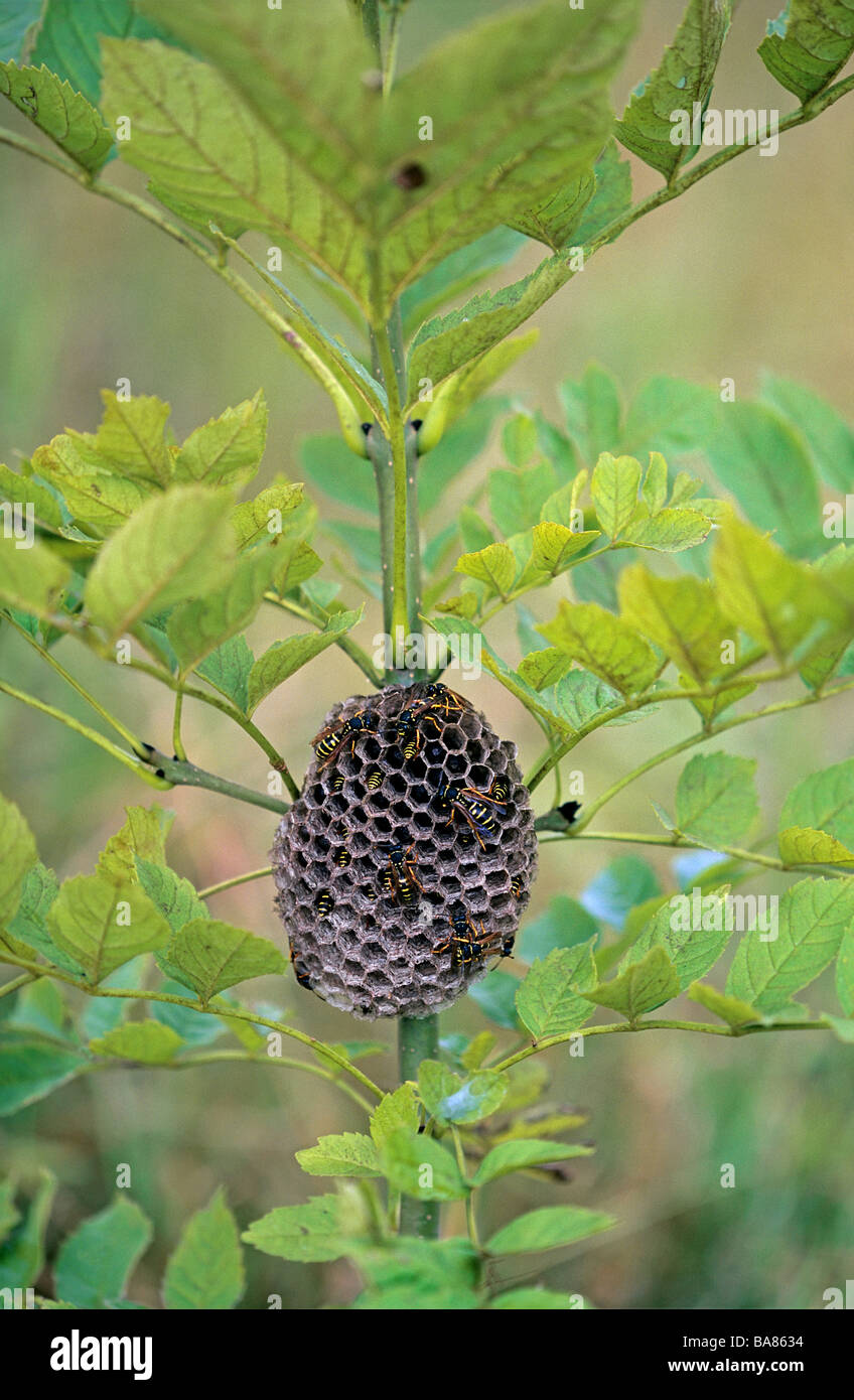 European paper wasp nest at tree / Polistes dominulus gallica Stock Photo