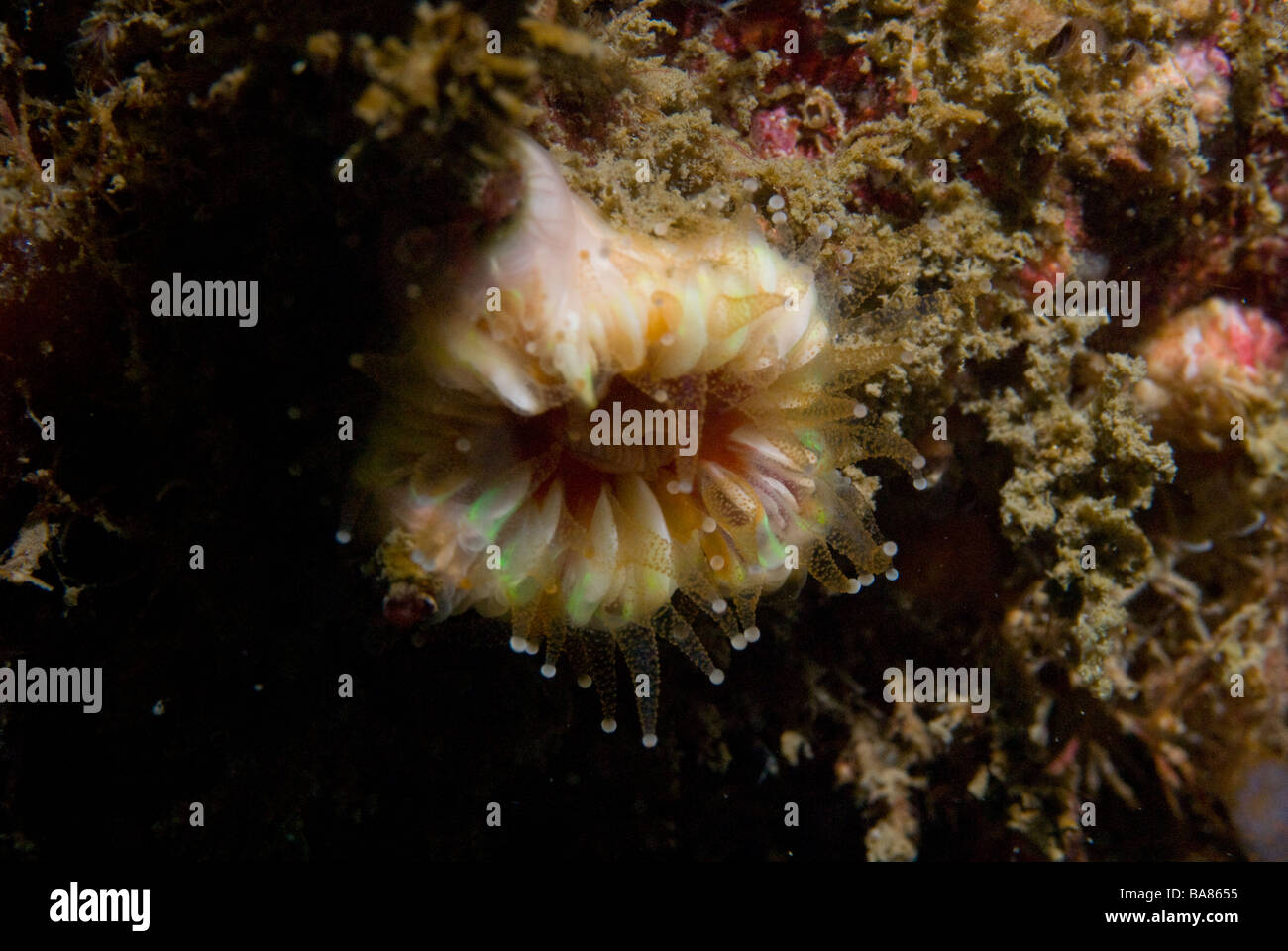 Caryophyllia smithii Devonshire cup coral Pembrokeshire, Wales, UK, Europe Stock Photo