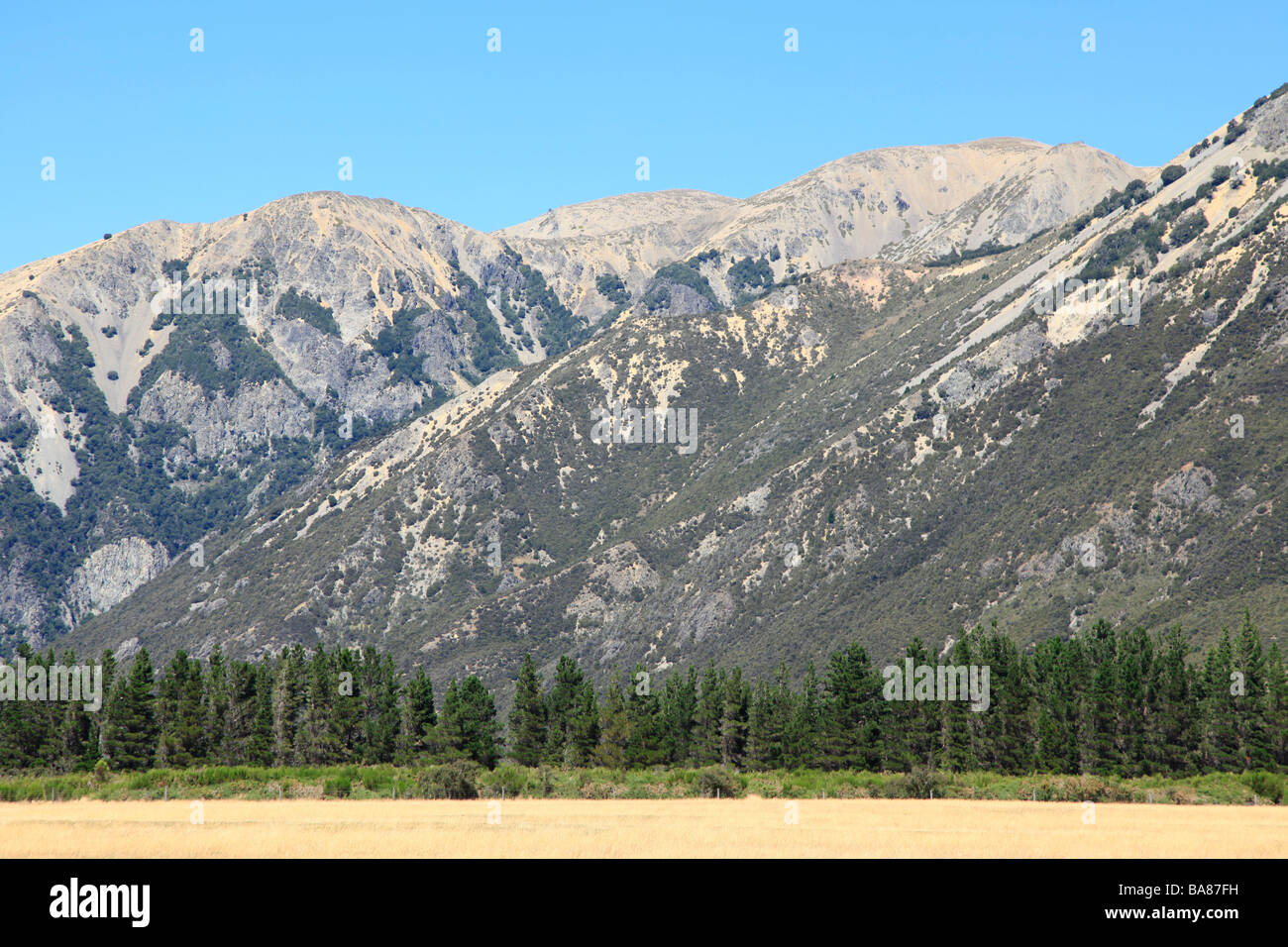 Shelterbelt with Southern Alps from State Highway 83, West Coast Road,New Zealand Stock Photo