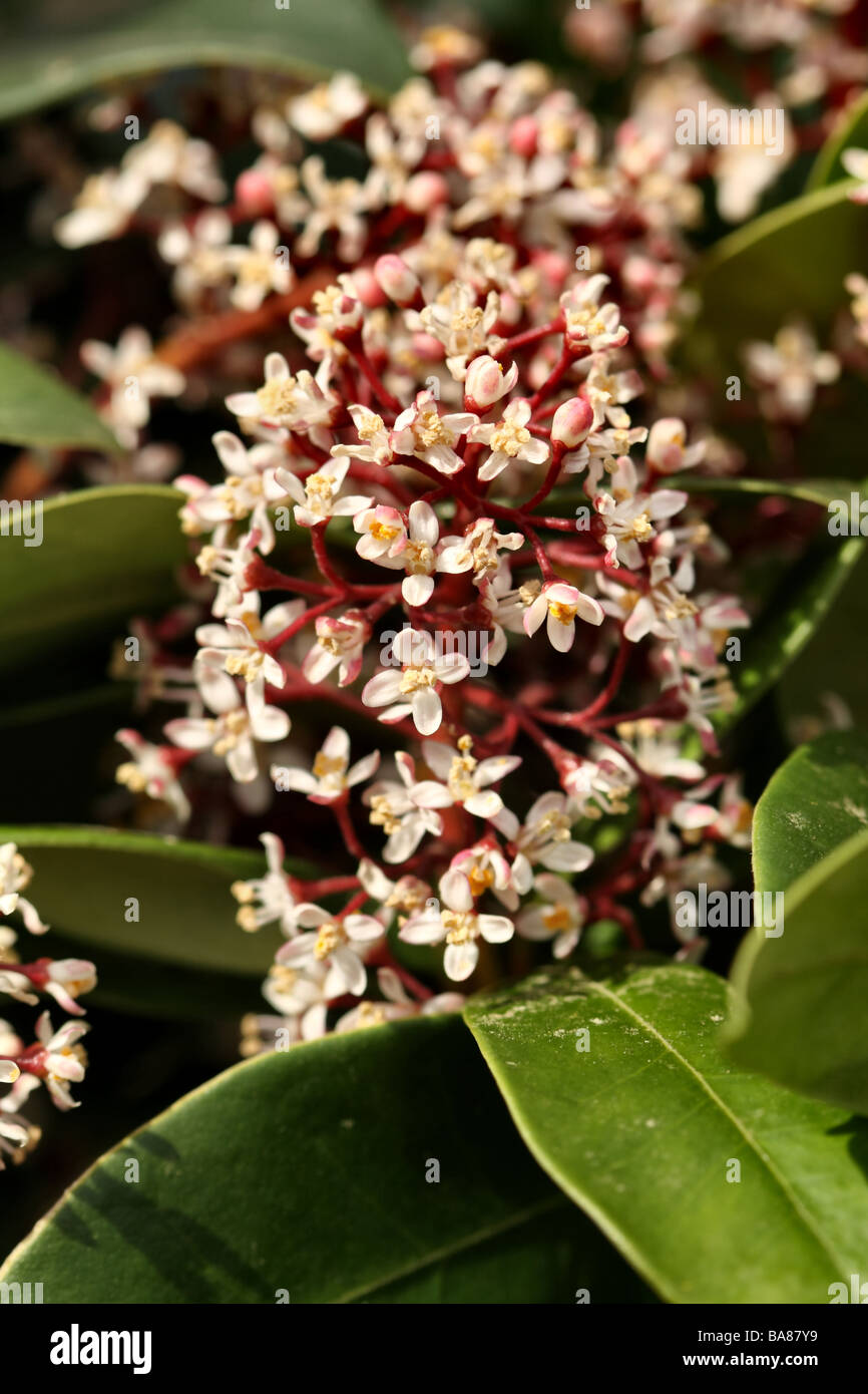 Skimmia Family Rutaceae flowers in close up macro detail Stock Photo