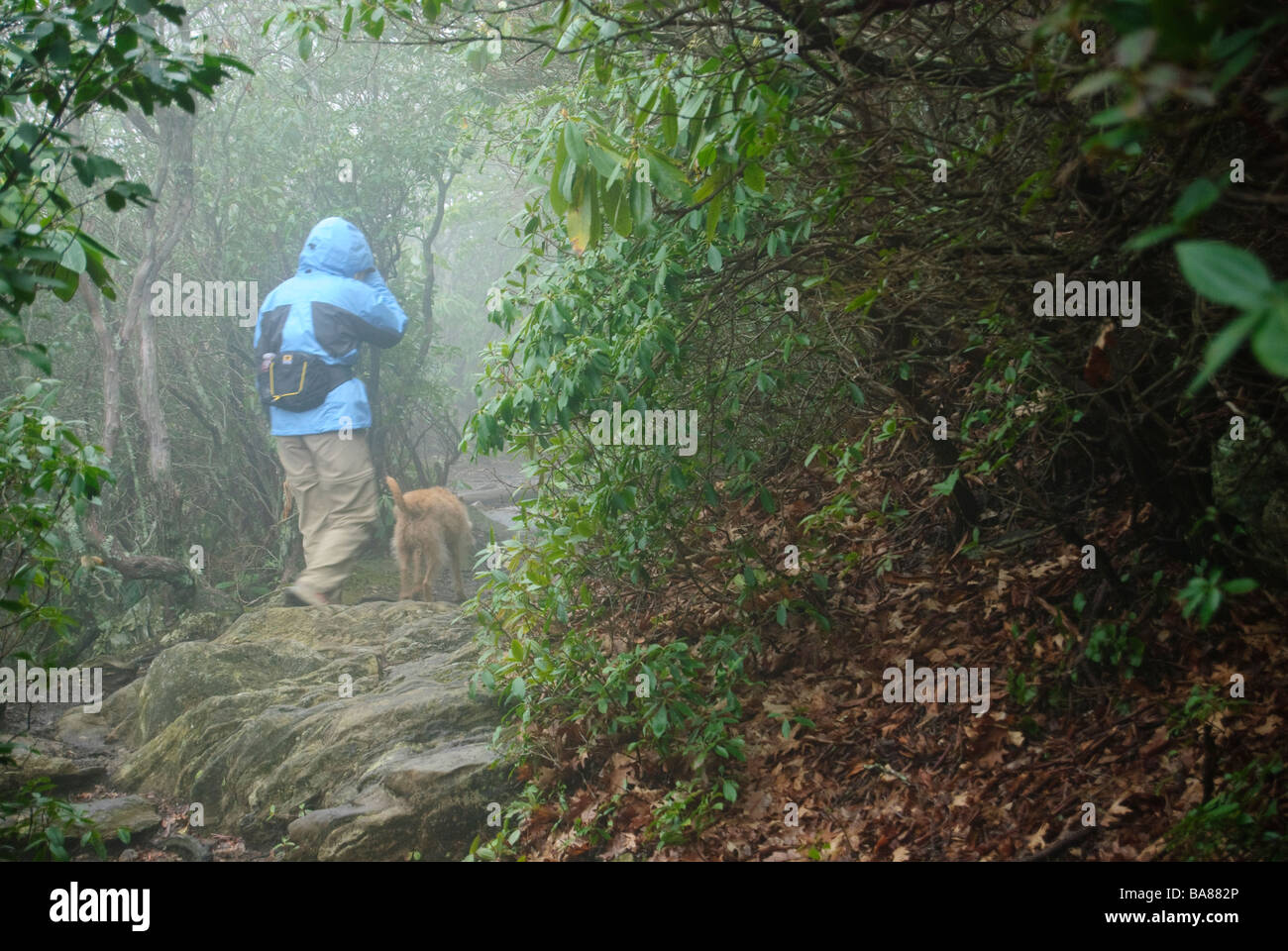 Woman and dog hiking through a forest in fog and rain Stock Photo