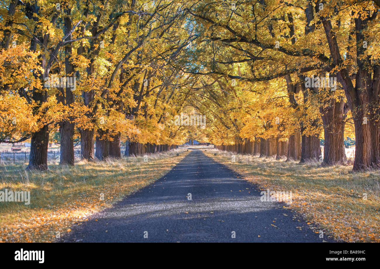 great image of an tree lined road in autumn Stock Photo