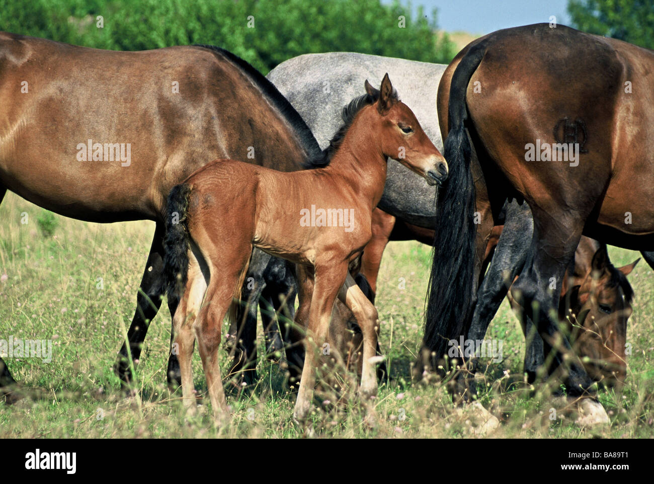 Spanish purebred horses Stock Photo Alamy