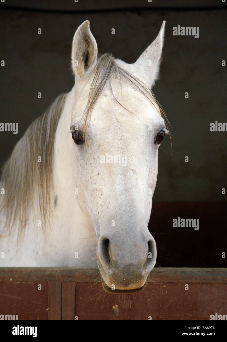 Grey horse in a stable Stock Photo