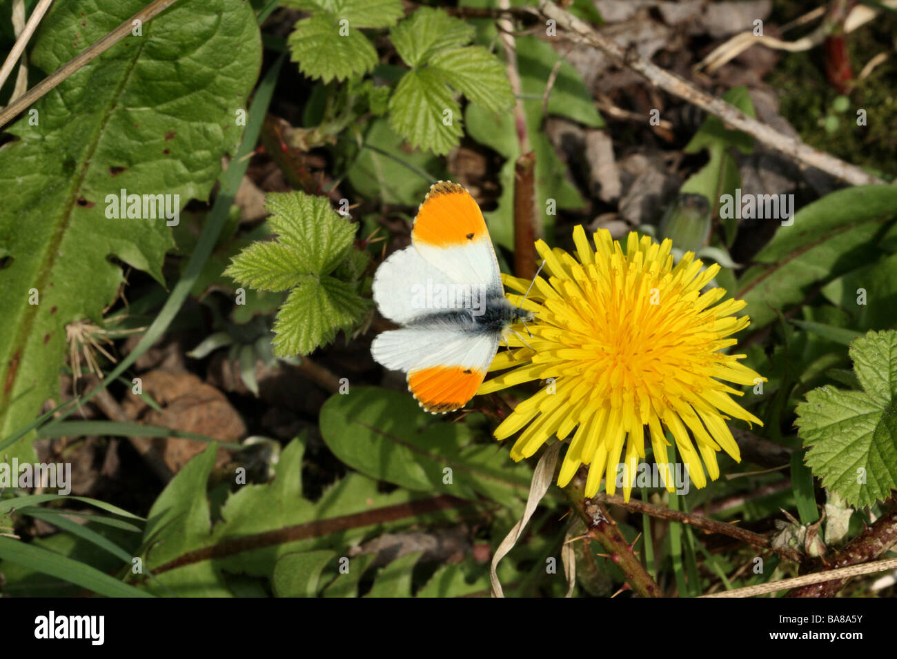 Orange Tip Butterfly Anthocharis cardamines Male with Orange Tip females lack this in macro
