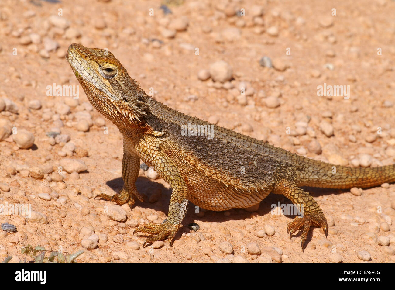 Dwarf Bearded Dragon (Pogona minor) basking in the red sands of the Peron Peninsula along Shark Bay, Western Australia. Stock Photo