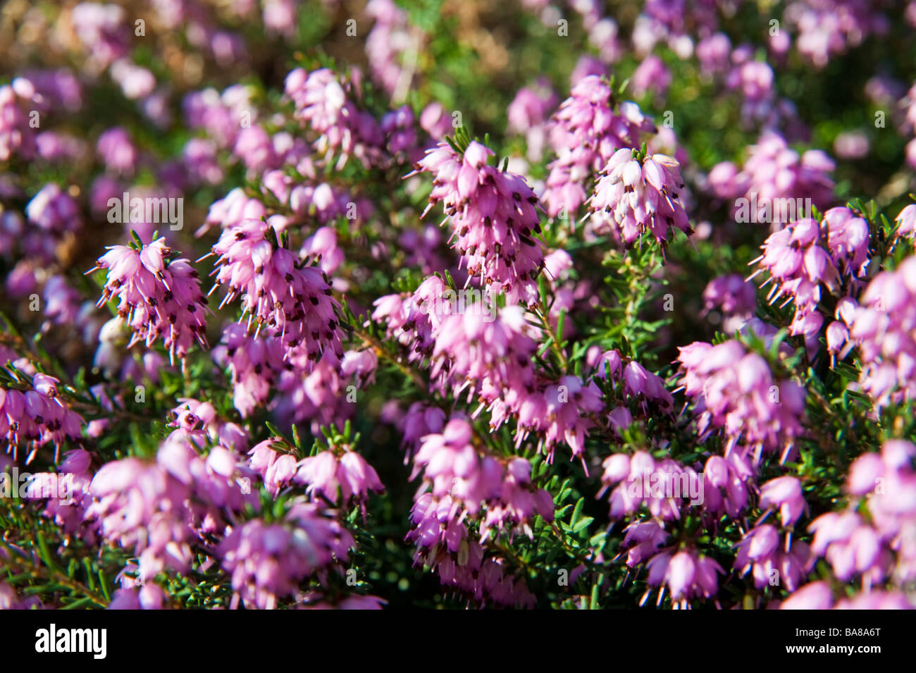 Erica plant blooming with pink or purple blossoms | Blühende Erika mit rosa oder purpurfarbenen Blüten Stock Photo