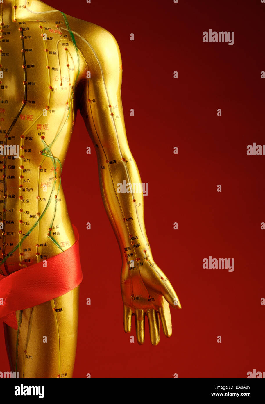 Model of human with acupuncture points Stock Photo Alamy