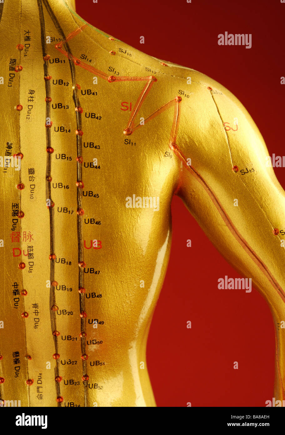 Model of human with acupuncture points Stock Photo Alamy