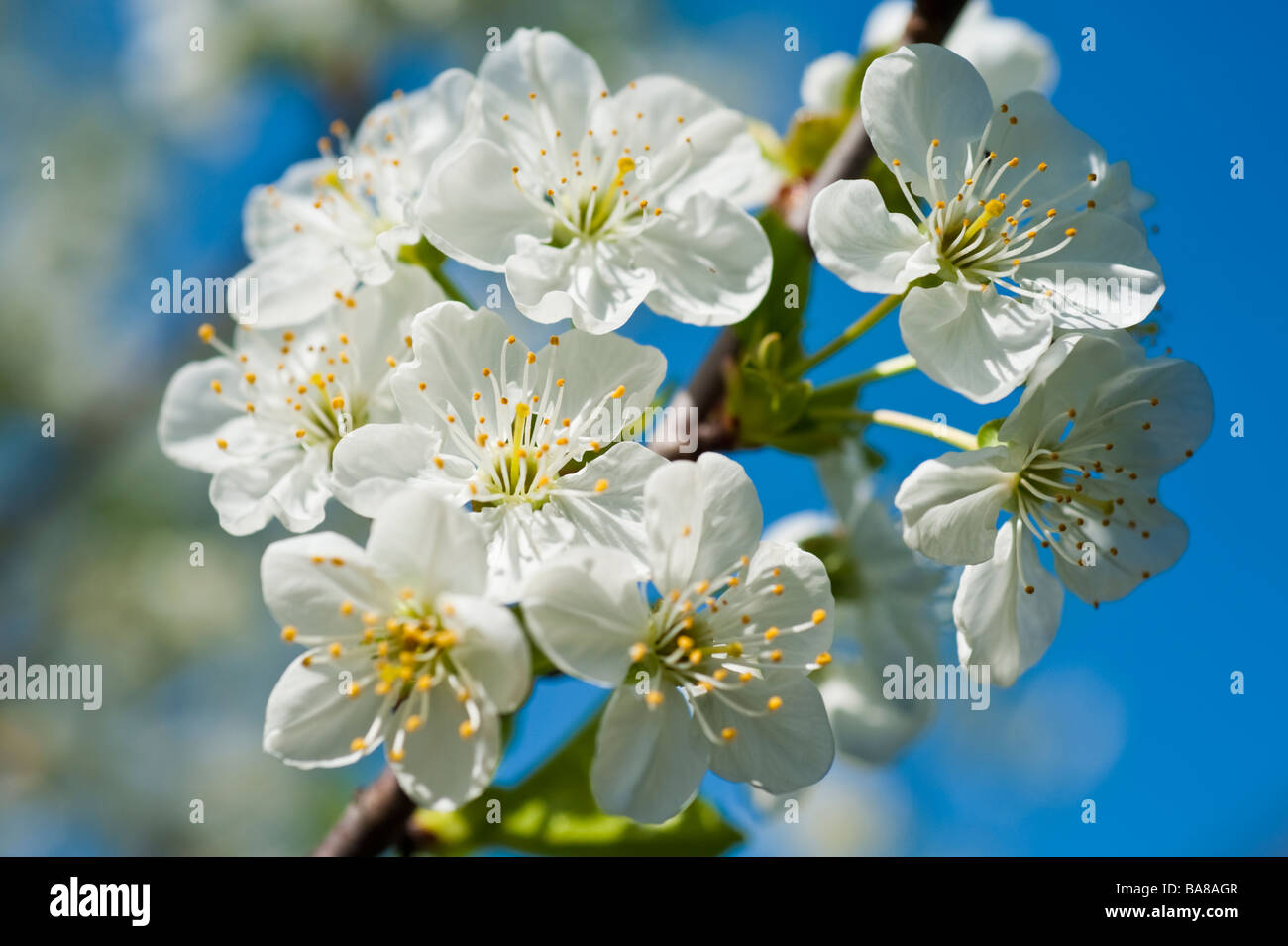 Blooming sour morello cherry Prunus cerasus with white blossoms on a branch against blue sky | Blühende Sauerkirsche Himmel Stock Photo
