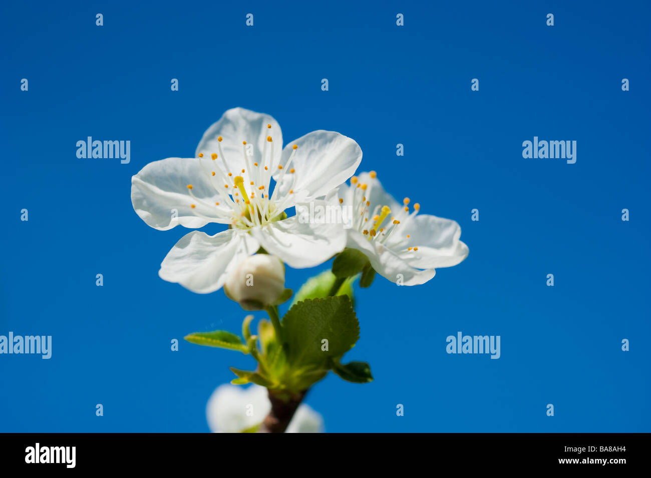 Blooming sour morello cherry Prunus cerasus with white blossoms on a branch against blue sky | Blühende Sauerkirsche Himmel Stock Photo